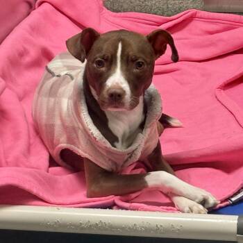 Pit Bull Terrier Dogs Available for Adoption - Purple Pizzazz | PetCurious