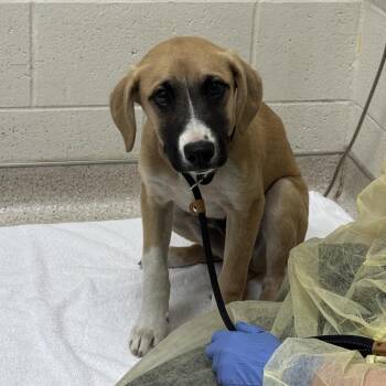 NiKlaus -  Black Mouth Cur and Australian Cattle Dog Blue Heeler Dog for Adoption in Murray, Utah - NiKlaus | PetCurious