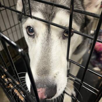 72662 -  Husky Dog for Adoption in Harrisonburg, Virginia - 72662 | PetCurious