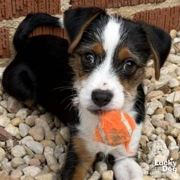 Yorkshire Terrier Dogs Available for Adoption in Washington, District Of Columbia - Vincent | PetCurious