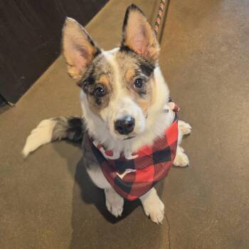 Gus Gus -  Corgi and Border Collie Dog for Adoption - Gus Gus | PetCurious