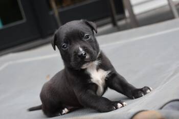 Cosmo- Mama Petunias litter -  Pit Bull Terrier Dog for Adoption in Carmel Hamlet, New York - Cosmo- Mama Petunias Litter | PetCurious