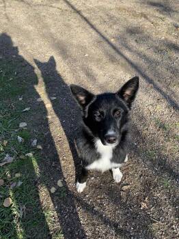 Rescue Border Collie and Black Labrador Retriever Dogs for Adoption in Winnipeg, Manitoba - Onyx | PetCurious