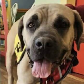 Mastiff Dogs Available for Adoption in Manchester, Pennsylvania - Shrimp Taco | PetCurious