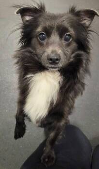 Simon -  Pomeranian Dog for Adoption in Madison Heights, Michigan - Simon | PetCurious