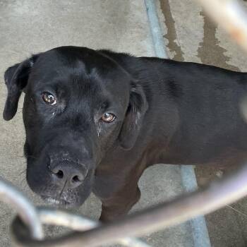 Magnum -  Labrador Retriever and Mixed Breed Dog for Adoption in Waynesburg, Pennsylvania - Magnum | PetCurious