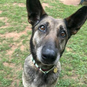 Mixed Breed Dogs Available for Adoption in Auburn, Alabama - Joni | PetCurious