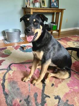 Lefou -  Labrador Retriever and German Shepherd Dog Dog for Adoption in Warren, Rhode Island - Lefou | PetCurious