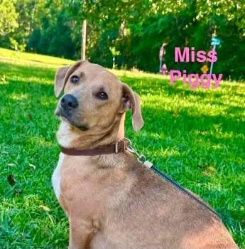 MISS PIGGY -  Basset Hound and Labrador Retriever Dog for Adoption in Madisonville, Louisiana - MISS PIGGY | PetCurious