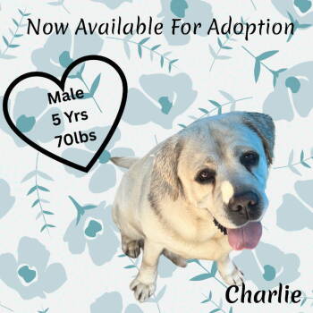 Rescue Labrador Retriever Dogs for Adoption in San Diego, California - Charlie | PetCurious