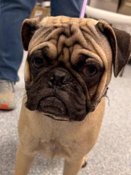 Iruka (blue collar) -  Pug Dog for Adoption in Gilbert, Arizona - Iruka (blue Collar) | PetCurious