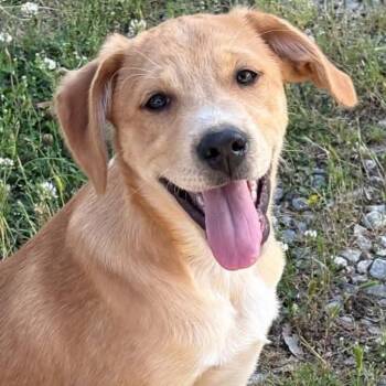 Labrador Retriever and Collie Dogs Available for Adoption in Andover, Massachusetts - Neo Renata | PetCurious