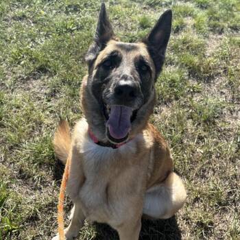 Piper -  German Shepherd Dog and Belgian Shepherd Malinois Dog for Adoption in Cheyenne, Wyoming - Piper | PetCurious