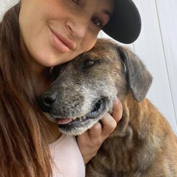 Labrador Retriever and Terrier Dogs Available for Adoption in Escondido, California - Belvedere | PetCurious