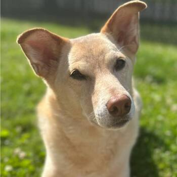 Sonny -  Shiba Inu Dog for Adoption in Richboro, Pennsylvania - Sonny | PetCurious