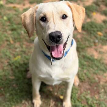 Labrador Retriever Dogs Available for Adoption - Brooks | PetCurious