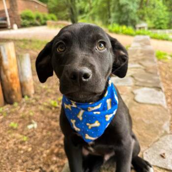 Black Labrador Retriever Dogs Available for Adoption in Huntsville, Alabama - Landon | PetCurious