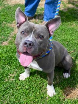 Toggle -  Mixed Breed Dog for Adoption in Chamblee, Georgia - Toggle | PetCurious