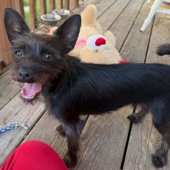 Toby -  Chihuahua and Yorkshire Terrier Dog for Adoption in Dale City, Virginia - Toby | PetCurious