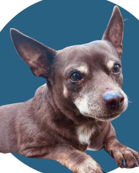 Rescue Chihuahua Dogs for Adoption in College Station, Texas - Little Moto Moto | PetCurious