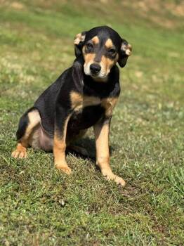 Mixed Breed Dogs Available for Adoption in Taycheedah, Wisconsin - Clairee | PetCurious