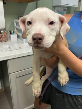 Ryan -  American Bulldog and Mixed Breed Dog for Adoption in Dyersburg, Tennessee - Ryan | PetCurious
