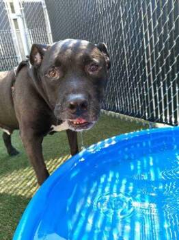 Sugar Bear -  Mixed Breed Dog for Adoption in Lafayette, Indiana - Sugar Bear | PetCurious