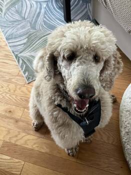 Rescue Standard Poodle Dogs for Adoption in Courtice, Ontario - Pippi | PetCurious