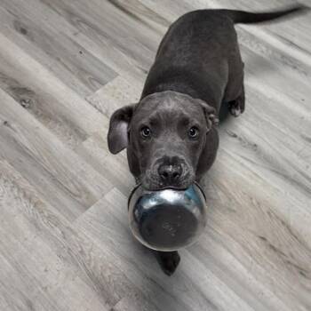 Terrier Dogs Available for Adoption in St. Louis, Missouri - Cassava | PetCurious