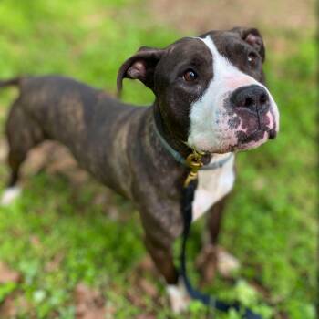 Rescue Pit Bull Terrier Dogs for Adoption in Mooresville, North Carolina - Caleb | PetCurious