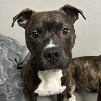 Minni -  American Bulldog Dog for Adoption in Des Moines, Iowa - Minni | PetCurious