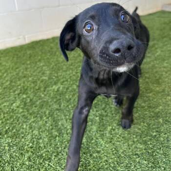 Sugar 5958 -  Mixed Breed Dog for Adoption in Loxahatchee Groves, Florida - Sugar 5958 | PetCurious