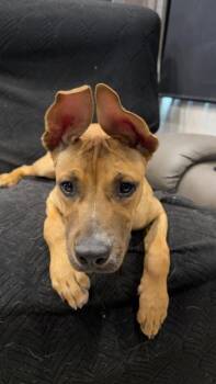 Atlas the Amazing Pup -  Pit Bull Terrier Dog for Adoption in Friendswood, Texas - Atlas The Amazing Pup | PetCurious