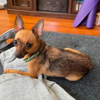 Pro Se -  Mixed Breed Dog for Adoption in Fredericksburg, Virginia - Pro Se | PetCurious