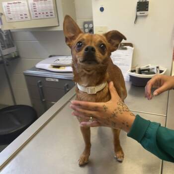 Doobert -  Chihuahua Dog for Adoption in Dayton, Ohio - Doobert | PetCurious