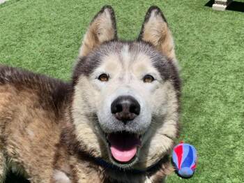 MAX -  Siberian Husky Dog for Adoption in Moreno Valley, California - MAX | PetCurious