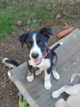 Rescue Siberian Husky Dogs for Adoption in Missoula, Montana - Njord – Gentle 3 Mth Old Black & White Husky Mix Pup With A Big  | PetCurious