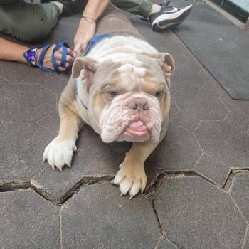 Frankie -  English Bulldog Dog for Adoption in Spring, Texas - Frankie | PetCurious