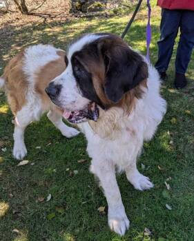Bear -  Saint Bernard Dog for Adoption in Vancouver, Washington - Bear | PetCurious