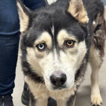 Husky Dogs Available for Adoption in Yuma, Arizona - Blue | PetCurious