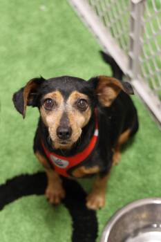 Kia -  Chihuahua Dog for Adoption in Tucson, Arizona - Kia | PetCurious