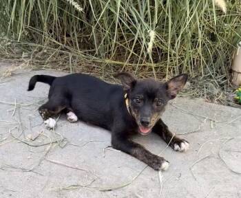 RASPBERRY -  Shepherd Dog for Adoption in Broomfield, Colorado - RASPBERRY | PetCurious