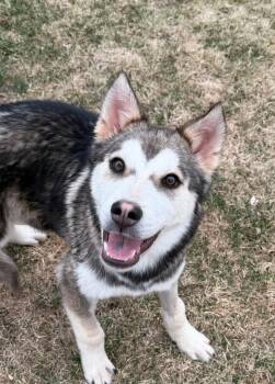 Husky Dogs Available for Adoption - Taurentz | PetCurious