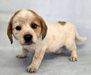 Biscuit -  Great Pyrenees and Cattle Dog Dog for Adoption in Morton Grove, Illinois - Biscuit | PetCurious
