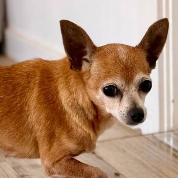 Mimi -  Chihuahua Dog for Adoption in Green Bay, Wisconsin - Mimi | PetCurious