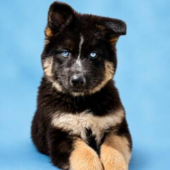 Sunny -  Husky and Great Pyrenees Dog for Adoption in Fresno, California - Sunny | PetCurious