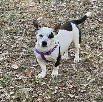 Rescue Corgi and Staffordshire Bull Terrier Dogs for Adoption in WDM, Iowa - Lilly | PetCurious