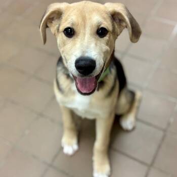Mixed Breed Dogs Available for Adoption in Wantagh, New York - Bennett | PetCurious