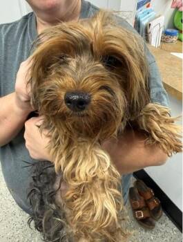 Lilac -  Yorkshire Terrier Dog for Adoption in Thompson Falls, Montana - Lilac | PetCurious