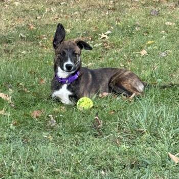 Rescue Dutch Shepherd and Australian Cattle Dog Blue Heeler Dogs for Adoption in Springfield, Missouri - Gretel | PetCurious